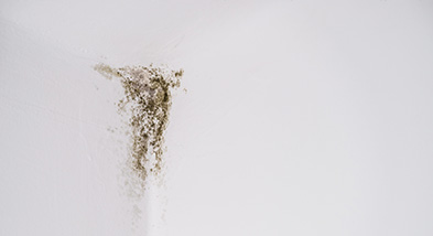 カビやコケ、藻が目立ってきた時